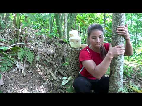 Harvesting Young Bamboo Shoots Bring To Market To Sell Farm
