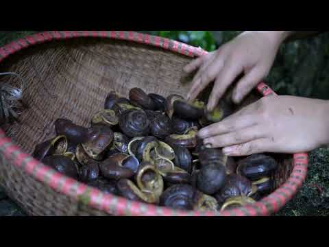 adventure in the forest How to find and harvest stone