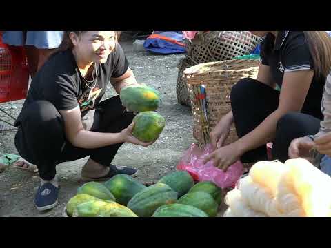 Harvest papaya and bring it to the market to sell Trieu lily