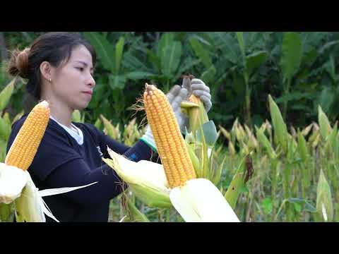 Corn needs to be harvested and stored well for year round