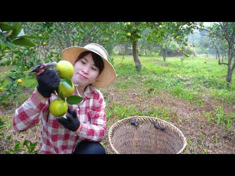 Harvest Oranges And Jackfruit To Sell At The Market Buy