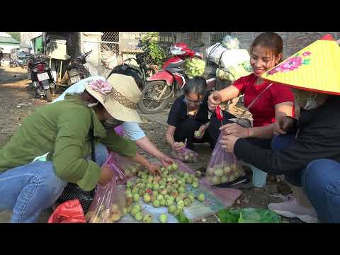 Harvesting Peaches And Bring Them To The Market To Sell
