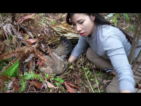 Harvesting and cooking rural life living in harmony with