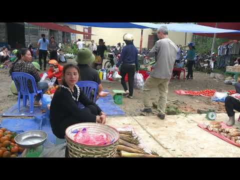 Harvesting Bamboo Shoots Young Bamboo Shoots Bring Them To