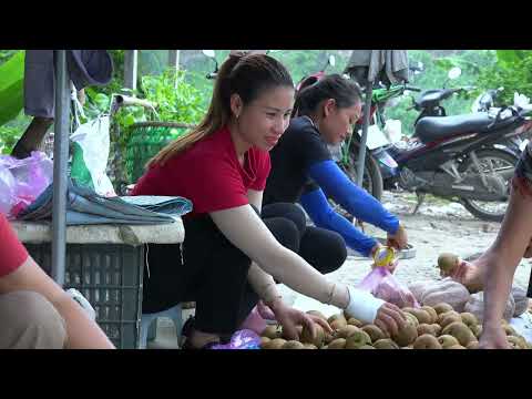 Picking Pears To Bring To The Market farm life Lily and Thao