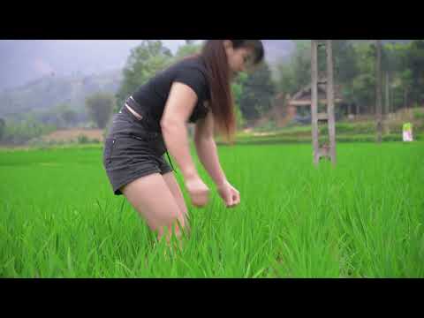 How to set traps to catch freshwater eels in rice paddies