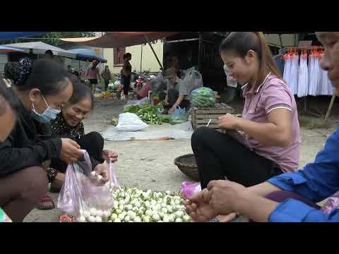 Harvest the eggplants bring them to the market and salt the