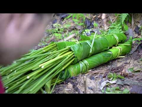 Adventure in the forest picking leaves how to wrap cakes