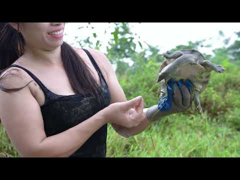 How to catch turtles in rice paddies cooking with family on