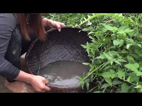 HARVEST bamboo shoots mussels scallops snails bring to