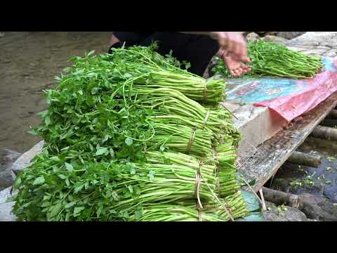 Harvest celery go to the market to sell vegetables and take