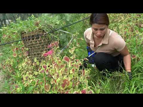 7 Days of Healing Back to the Farm To Take Care of Pigs