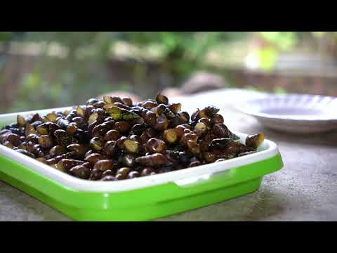 Finding snails and how to cook stream snails do by hand