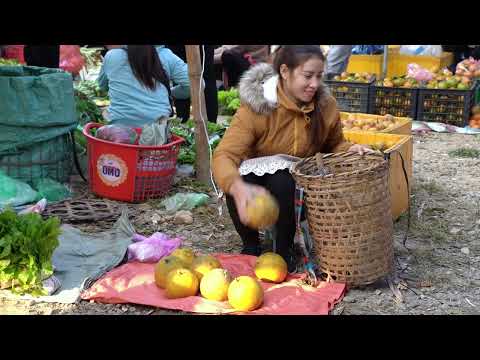 236 Harvesting grapefruit to sell how to soak grapefruit