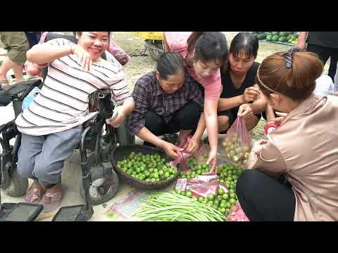Harvesting Tam Hoa Plums Bring To The Market To Sell farm