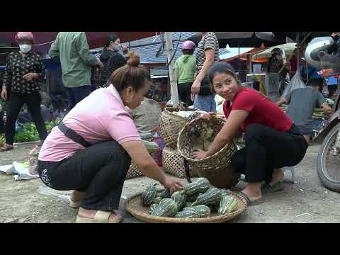FULL VIDEO 150 farm building harvesting Chicken Fruit