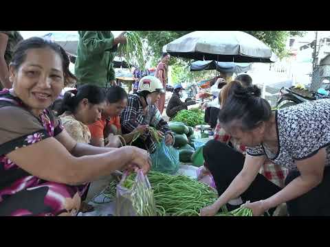 Harvesting lots of long beans to sell at the market pig