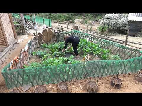 126 Harvest yams and vegetables bring them to the market to