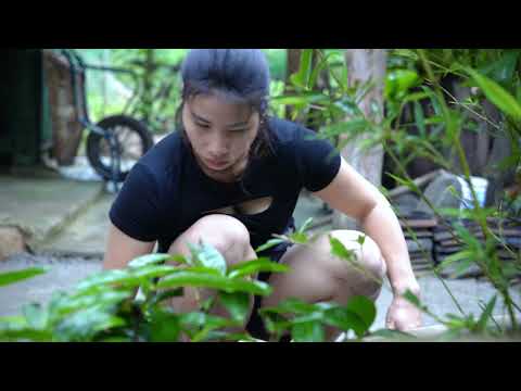 Build a farm and live with nature triệu lily