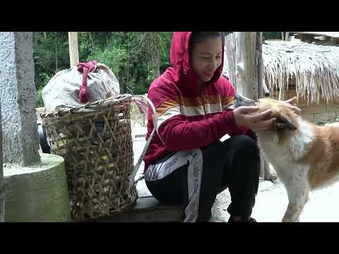 Harvesting And Processing Canned Bamboo Shoots Take them to