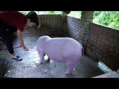 eaceful Farm Life Washing Pigs Cooking and Living with