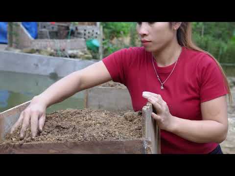 How To Grow Potatoes In Wooden Barrels Living With Nature