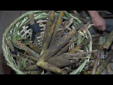 Harvest bamboo shoots wild cassava green squash and