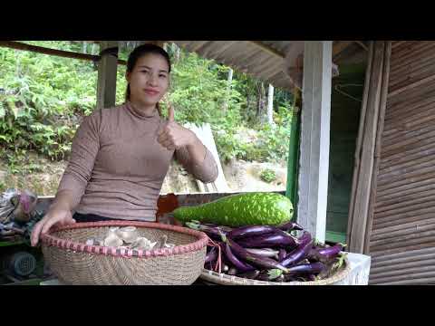 Harvesting eggplants mushrooms and how to grow water