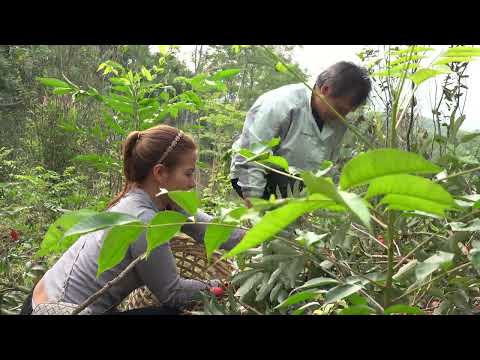 Harvesting Lychee Corn Bring To Market To Sell Farm life 158