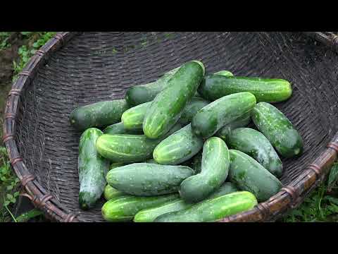 HARVEST Cabbage Cucumber Duck Eggs Chicken Eggs