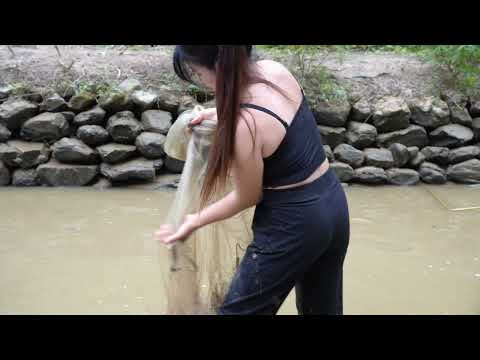 Harvesting Tilapia Fish Deep Frying and Preserving for Long