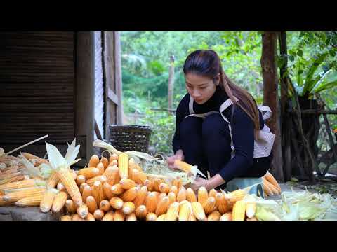 242 Harvesting corn sorting and preserving for chickens