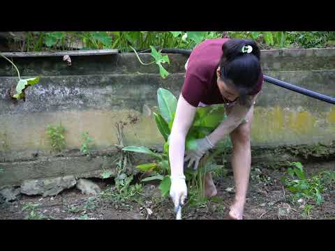 Build a new house catch fish cook
