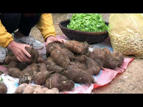 harvest potatoes yams vegetables chrysanthemums bring them