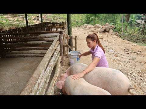 105 My pig is 7 months old I need to upgrade the barn and