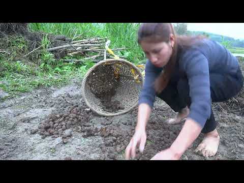 Grow Gardening Harvest Taro Bring It To The Market To Sell