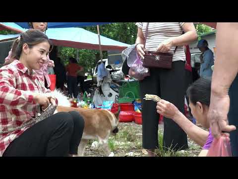 Harvest taro and bring it to market to sell cooking living