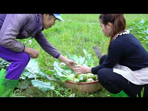 234 Harvesting kohlrabi how to preserve it for a long time