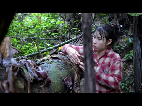 Explore the Rainforest Delicious Dishes from Mushrooms and