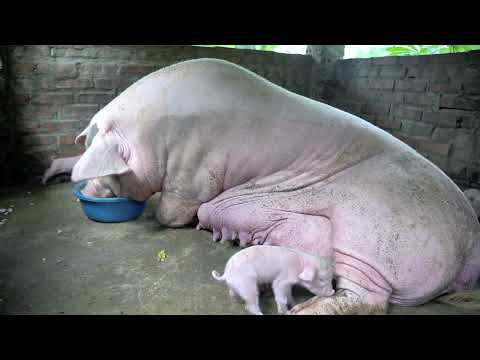 My 300KG Sow Gives Birth to a Huge Litter Lily is taking