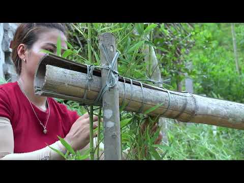 How To Grow Bamboo For Gardening Taking Care Of Chickens