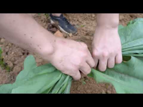Harvest vegetables and take care of fish and chickens live
