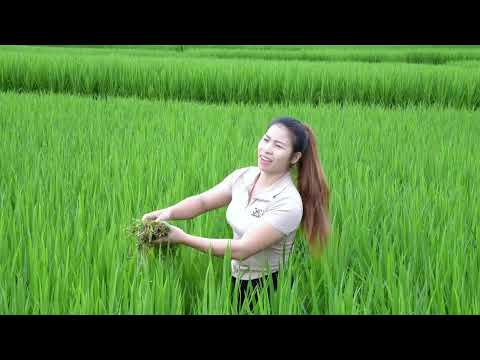 Harvesting cassava leaves combined with the farmer s fish