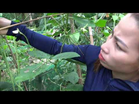 Harvesting Banana Fruit Garden Goes to the market sell