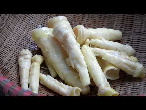 Harvest and preserve bamboo shoots then sell them at the