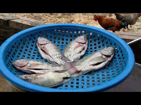Draining the pond to catch fish and how to deep fry tilapia