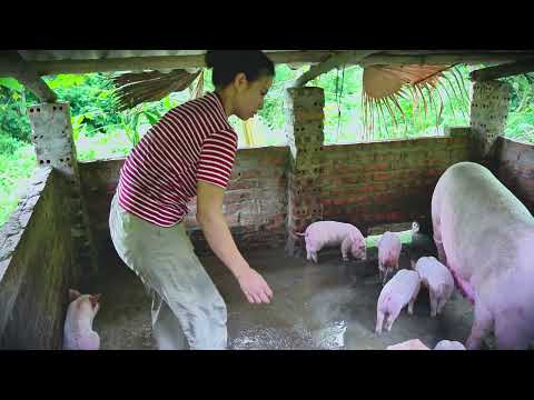 60 Days to Build a 5 000 House A Simple Life in Harmony