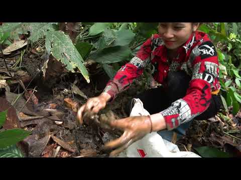 114 harvesting bamboo shoots crabs go to the market cook