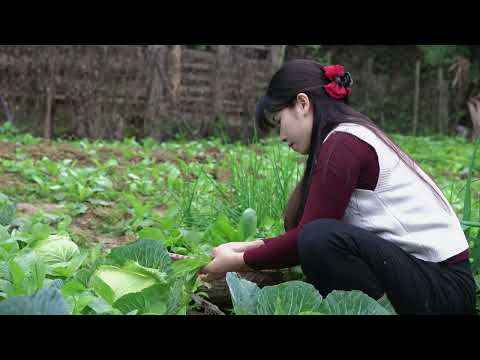 Country Life 300 trees will be grown as vegetables cooked