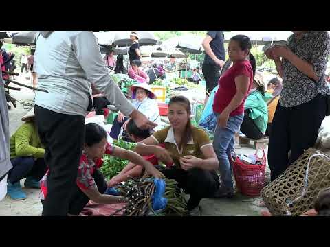 Harvesting Taro Tops Go To The Market To Sell farm life